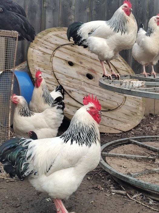 Vand cocosi  Sussex și Rățoi alergătoare indiana potârnichii salbatic