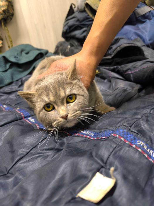 Продам кошка. Очень хорошая