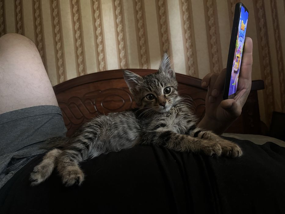 Отдается котенок в любящую семью