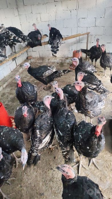 Big 6 kurkalari 3oylik bulli trik varnish 17 kg 10 ziyod gusht qladii