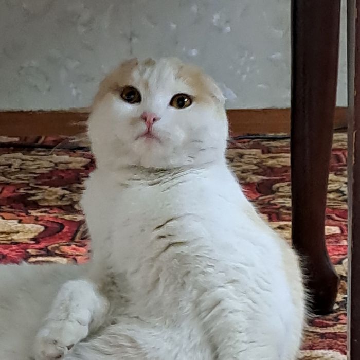 Мушук боласи сотилади