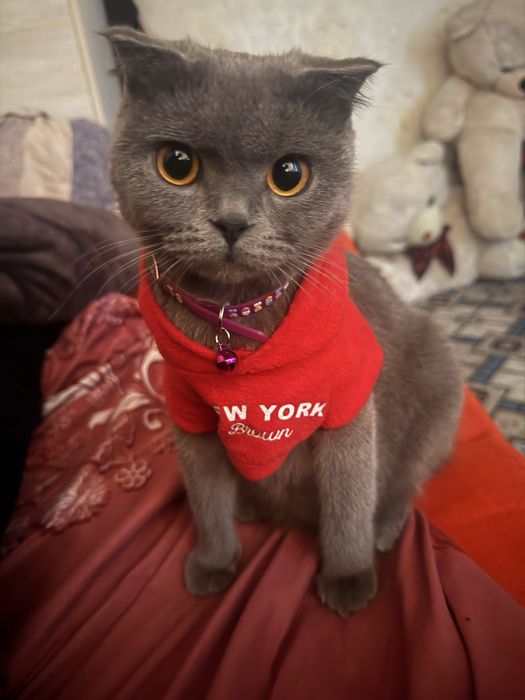 Мушукчалар сотилади зоттор аклли