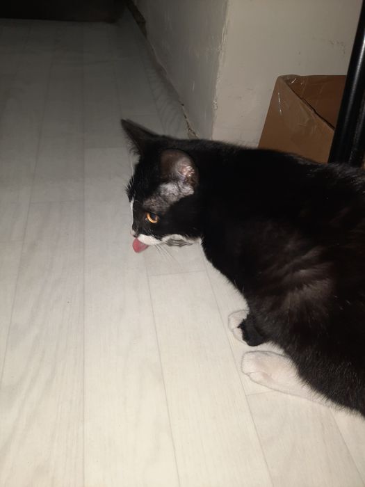 Отдам котика бесплатно