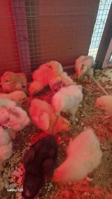 Pui brahma herminat deschis pe negru, negru,albastru !