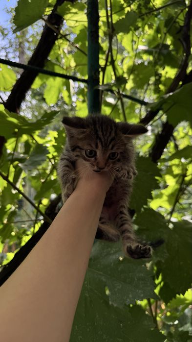 Котята охотники ищут дом