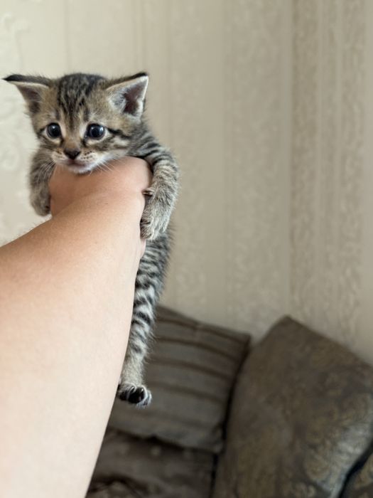 Вислоухие котята