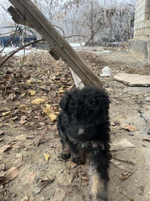 Отдам щенков в добрые руки