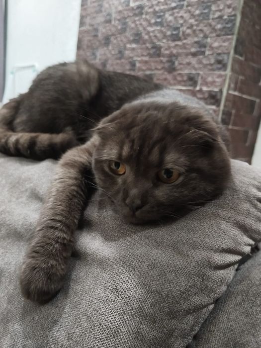 Шотландский веслоух