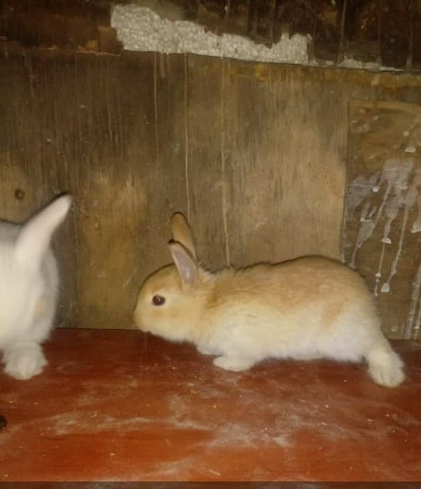 Кралята месячные прадаю