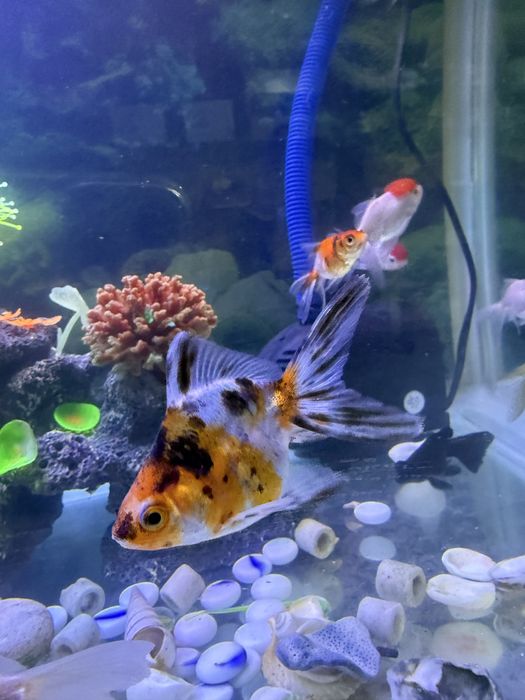 Аквариумные рыбки, аквариумы.