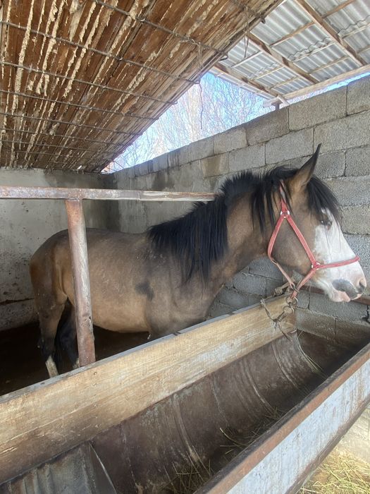 Бие құлында жасы 3 те