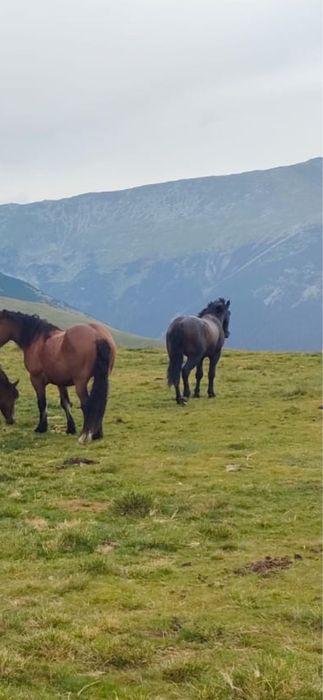 Cârlan de 3 ani invatat la caruta