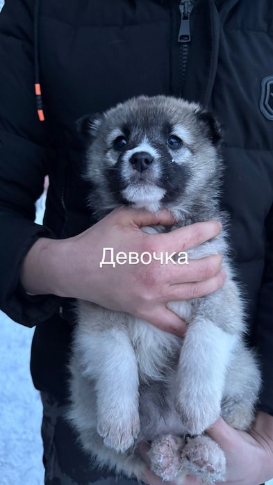 Срочно в добрые руки щенки