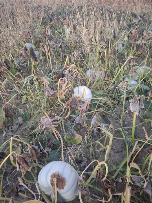 Dovleac placintar dulce f bun productie proprie 1,8lei/kg