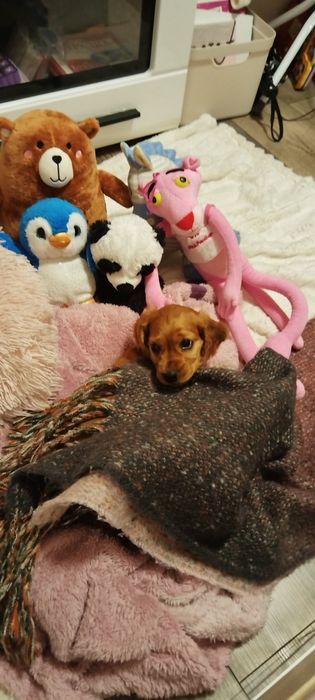 Куче Кокер шпаньол