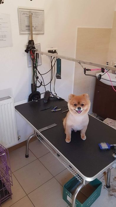 Tuns caini - coafor canin