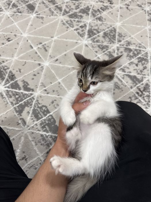Кошка швейцарские