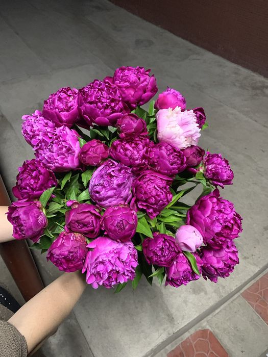 Предзаказ на пионы (начало мая)