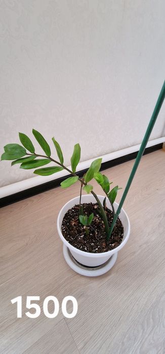 Доллар гүлдері сатылады