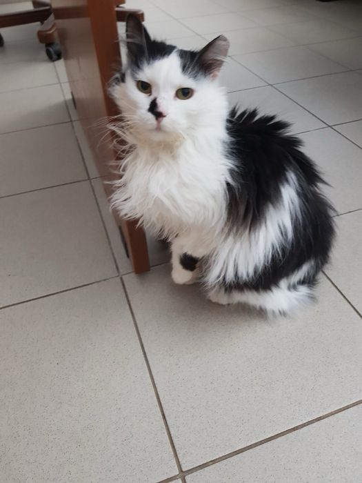 Дългокосместо женско коте търси дом