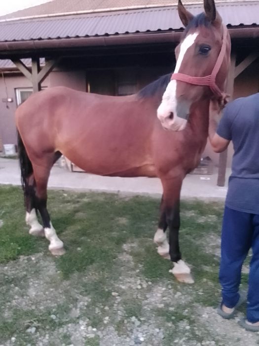 Vând o iapă cuminte