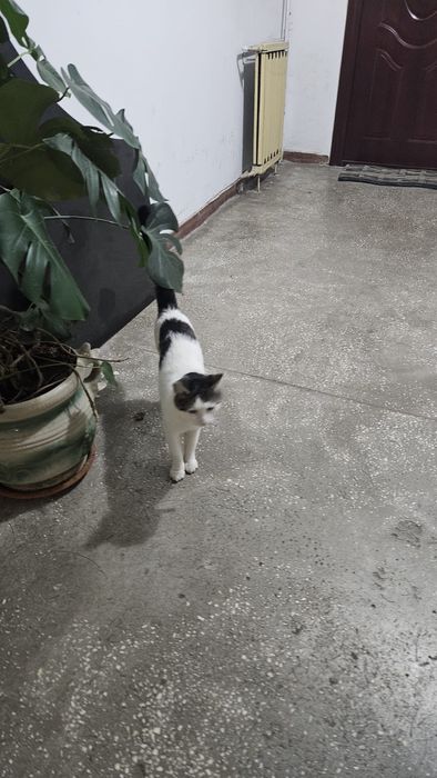 De adoptat motan bland varsta 1 an