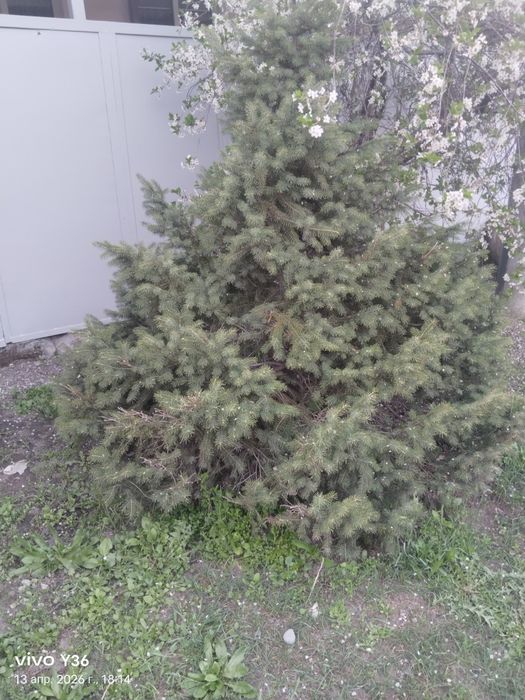 Продам ель живую , пушистую высота около 1.8 метра