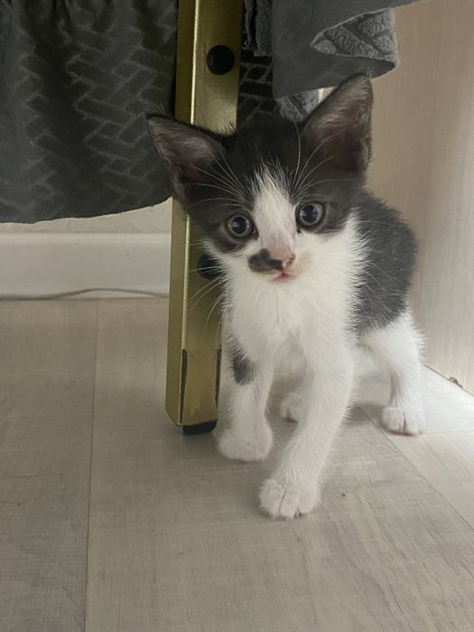 Котенок.Смешной,шустрый,ласковый