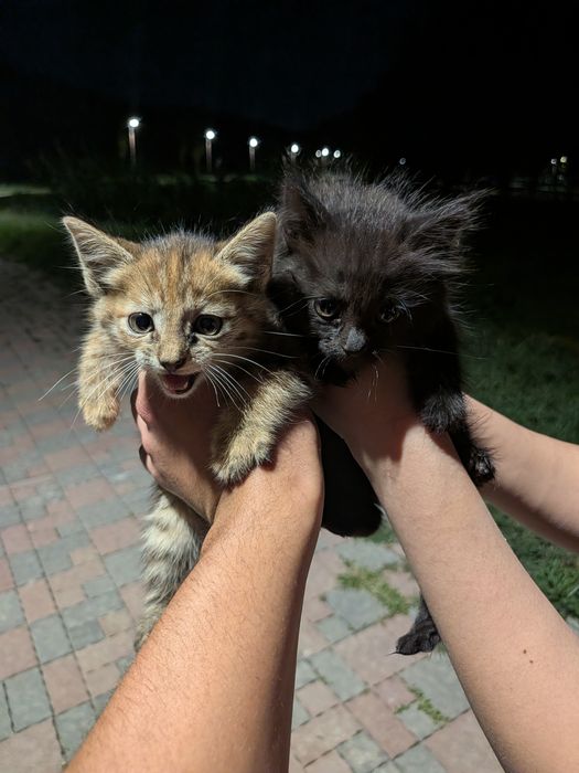 Котята, отдам в добрые руки