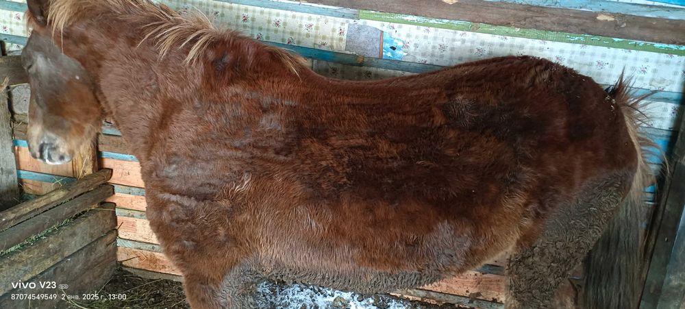 Продам Лошадь , Согым