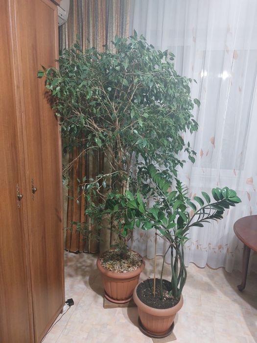 Фикус большой продается