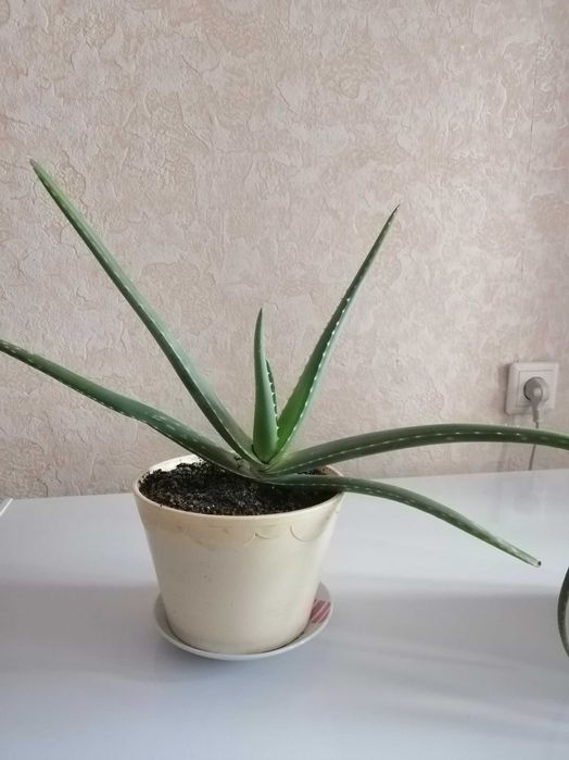 Алоэ вера  в горшочках