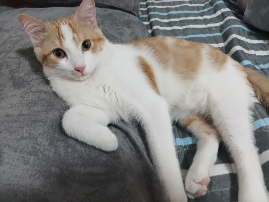 Котёнок ( кот) 4 месяца