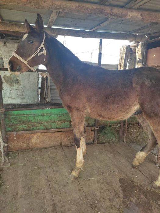 Тай сатылады‼️‼️