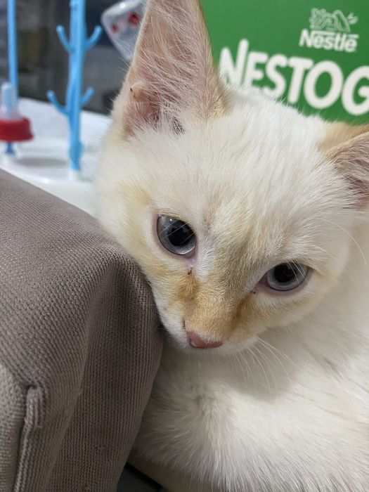 Пролам котёнок в хорошие руки