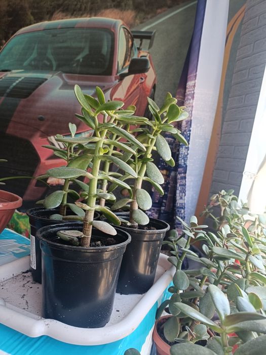 Толстянка (Денежное дерево)