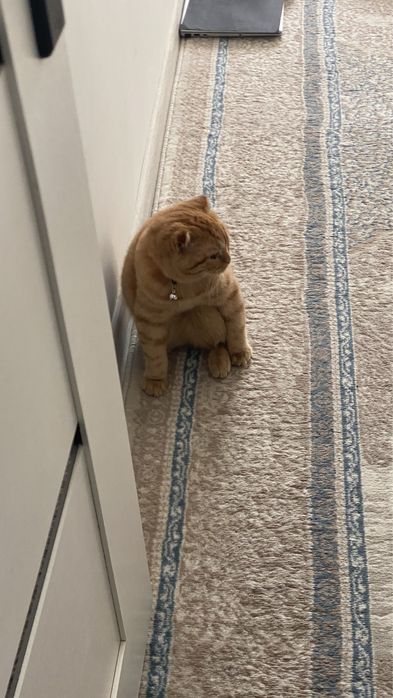 Zor mushu silaga yoqib qoladi skottish fold rassayam oynoqi og’il bola