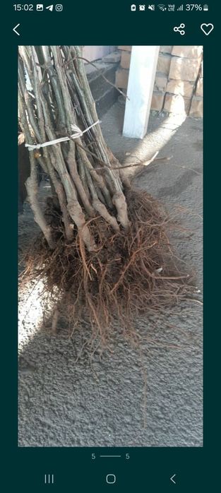 Продам саженцы Яблони