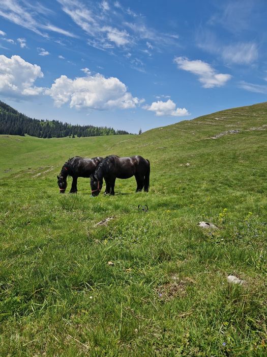 Cai grei de vânzare