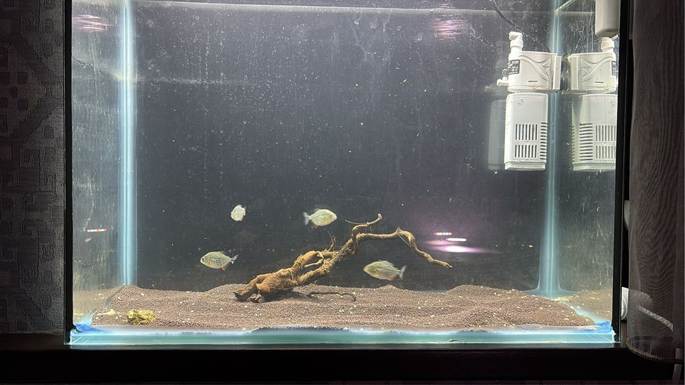 Пиранья Наттерера