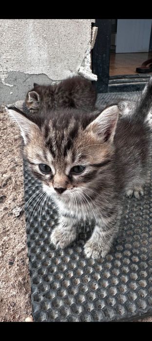 Котята в добрые руки.