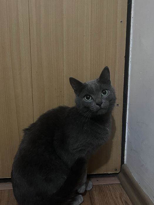 отдадим кошечку в добрые руки