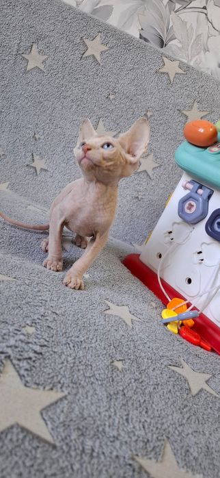 Котята канадского сфинкса
