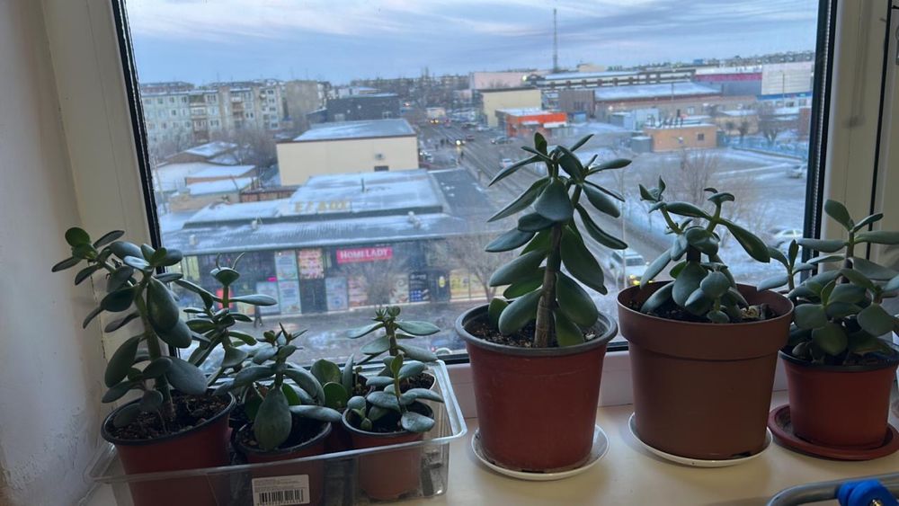 Комнатные растения