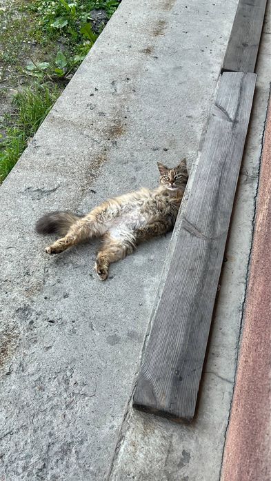 Сочный мощный кошка с характером