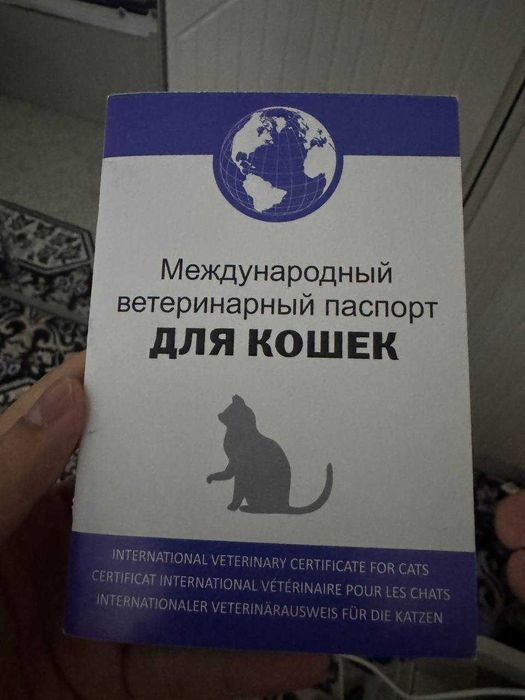 Scottish Fold mushukcha, emlangan, pasporti bor, Lotok 5+