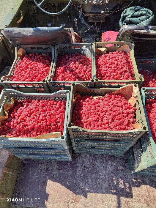 Малина Маравилла,Делнива,Енросадира,Полка,Полана.