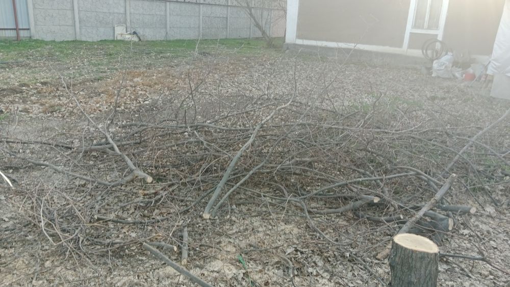 Продам дрова, Дуб.