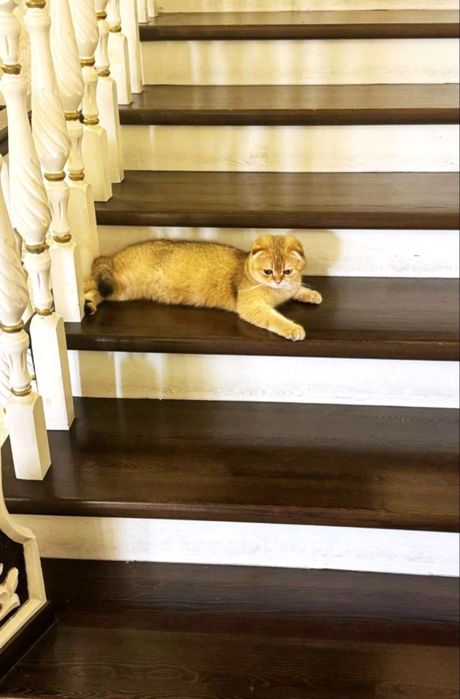 Вязка Золотая шиншилла Scottish fold