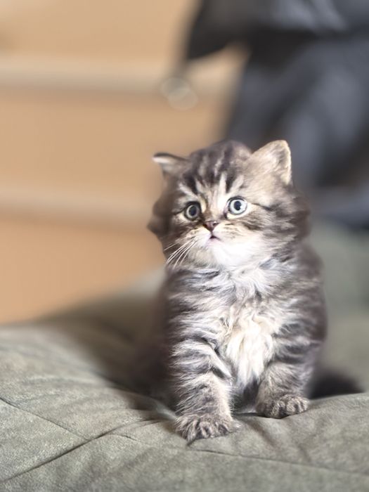 Срочно продам котят с породой